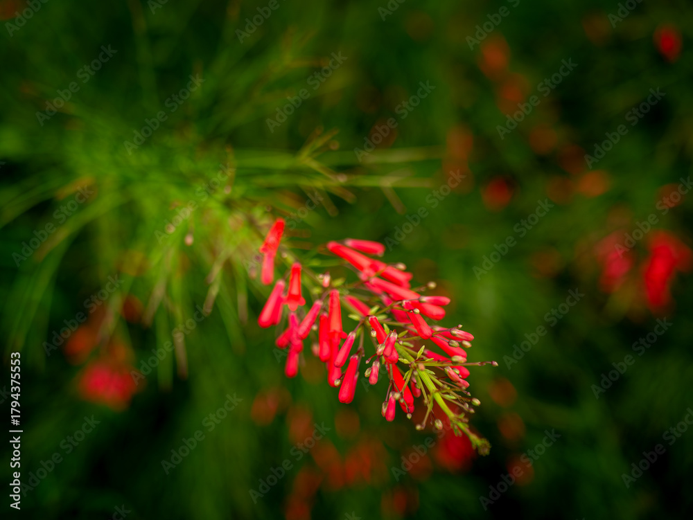 Obraz premium Red Russelia Equisetiformis Firecracker Plant Tubular Flowers Blooming on Green Background Bokeh