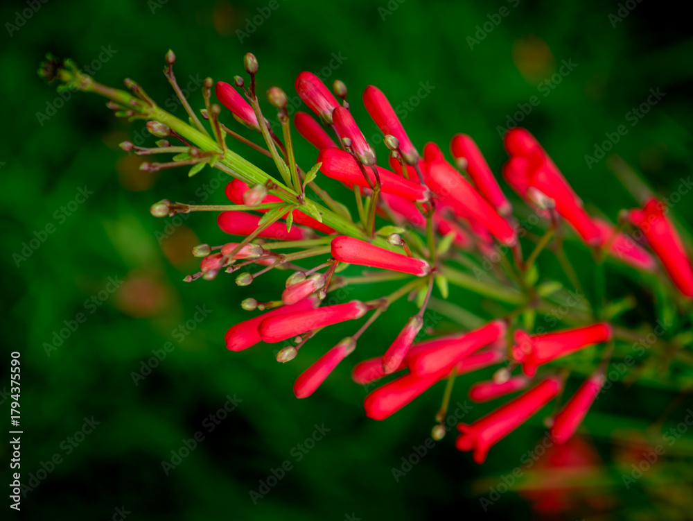 Obraz premium Red Russelia Equisetiformis Firecracker Plant Tubular Flowers Blooming on Green Background Bokeh