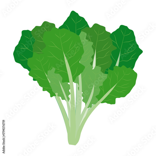 ほうれん草のイラスト　葉物野菜のイラスト素材