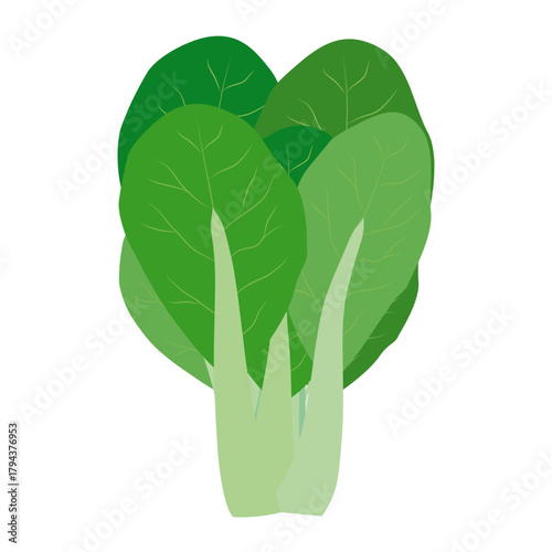 青梗菜　葉物野菜のイラスト素材