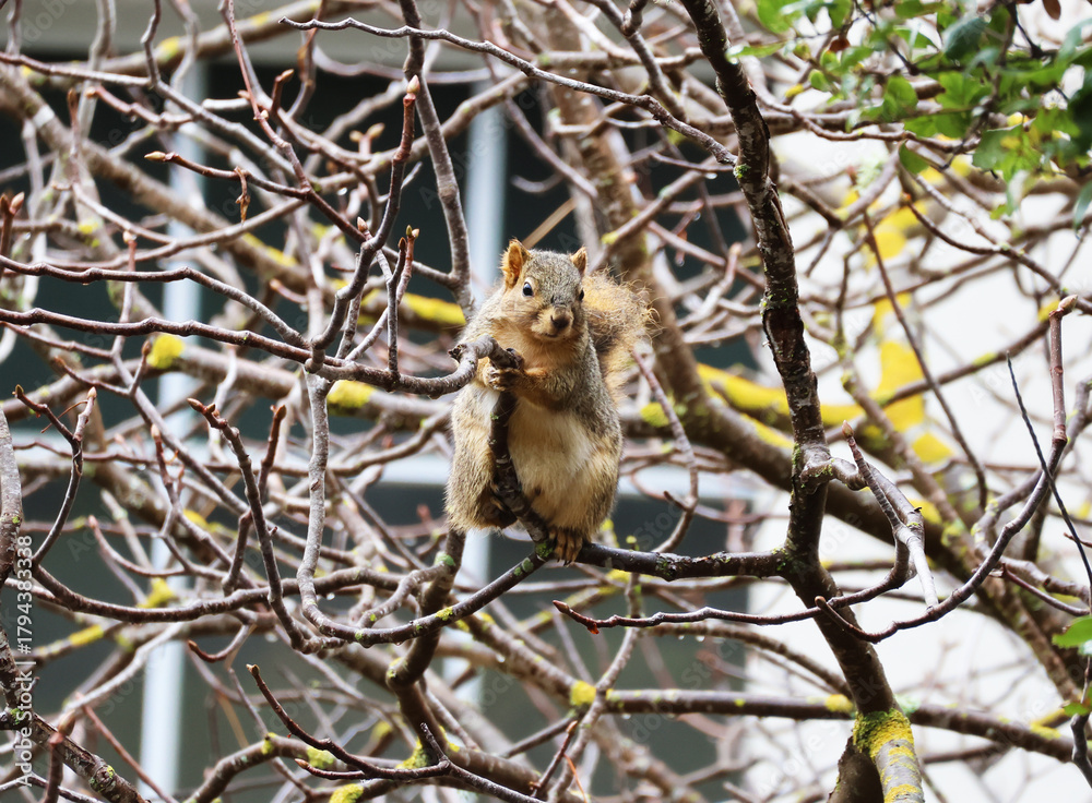 Obraz premium fox squirrel holding on a branch 