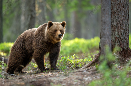 Fototapeta Naklejka Na Ścianę i Meble -  Wild brown bear ( Ursus arctos )