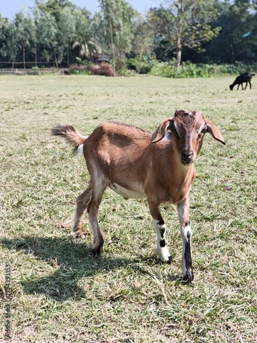 Brown goat standing on rural field.