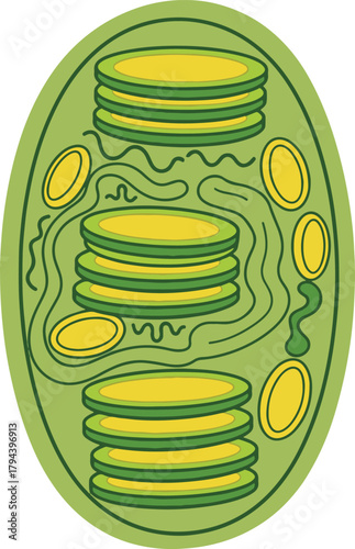 A stylized, simplified vector diagram of a chloroplast, depicting its internal structure with stacks of thylakoids (grana) and the surrounding stroma, rendered in various shades of green and yellow.