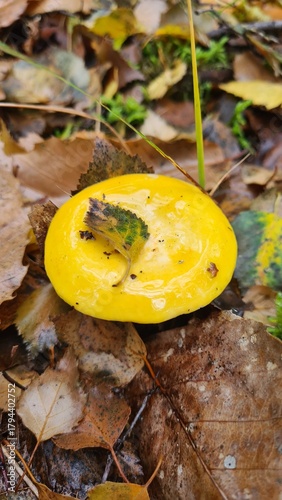 Une magnifique russule jaune poussant dans les feuilles mortes à l'automne dans une forêt d'Île-de-France