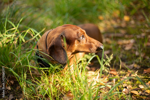 A dachshund strolls in the grass. A canine in the wild. A companion in the rays of the sun.