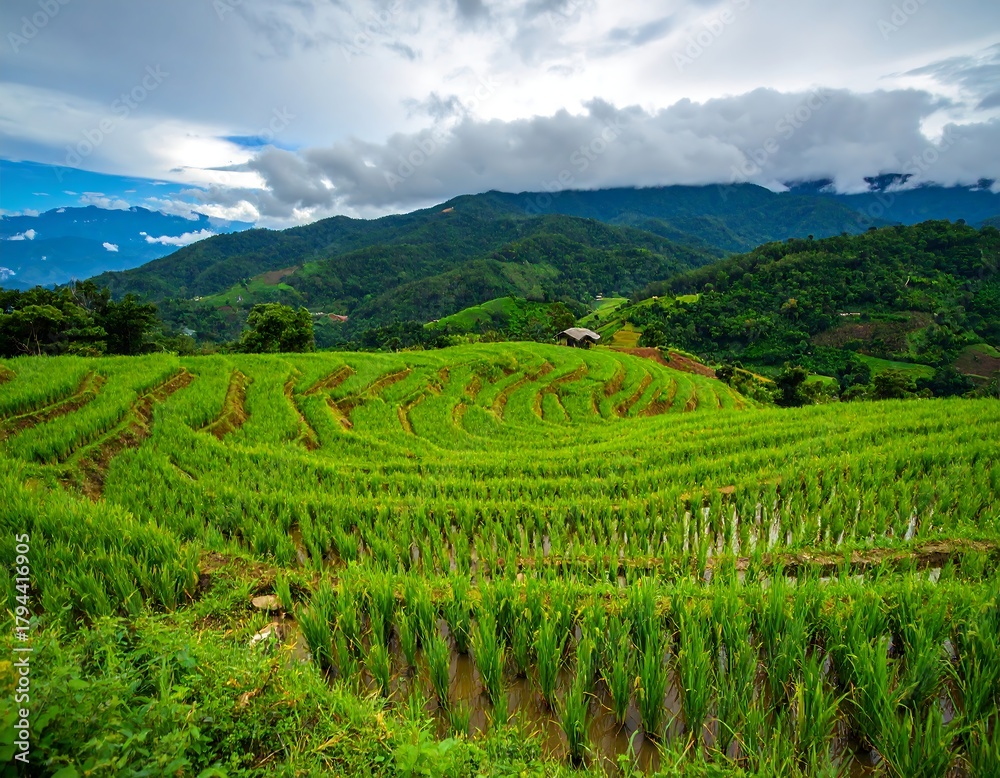 Fototapeta premium Scenic view of lush rice terraces and rolling hills