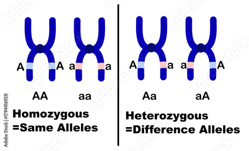 Homozygous and Heterozygous Chromosomes.Same alleles and different alleles.Infographic for biology or science.Parent gene differences comparison outline diagram.Vector illustration.