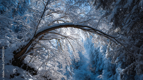 Snow covered trees forming a natural archway in a winter wonderland forest scene view