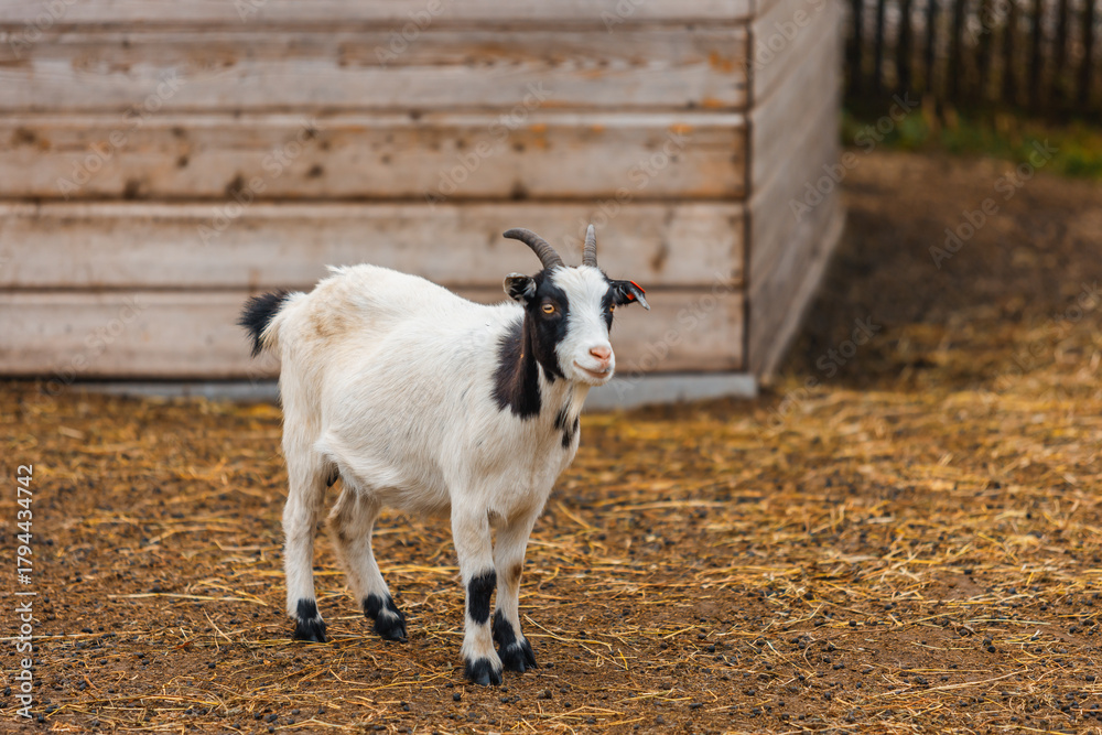 Obraz premium white goat with black markings and curved horns stands on a straw-covered ground near a rustic wooden shelter. The animal looks alert, with an ear tag visible, set against a rural farm backdrop.