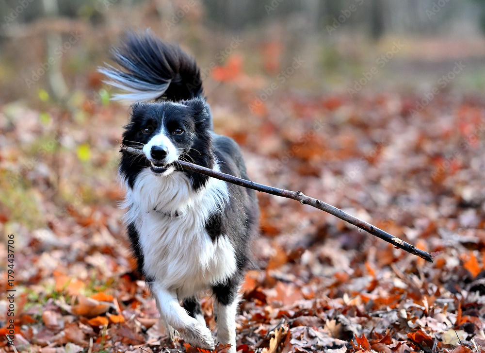 Obraz premium Pies Border collie w lesie