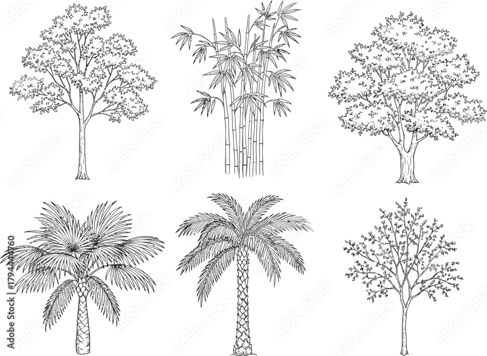 Obraz premium Collection of six distinct hand drawn black and white sketches of various trees and palm trees