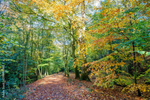 A rejuvenating Sunday walk around Felbrigg Great Wood with autumn colour