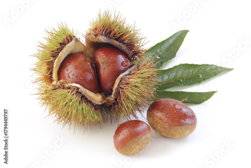 水滴のついた毬栗と葉