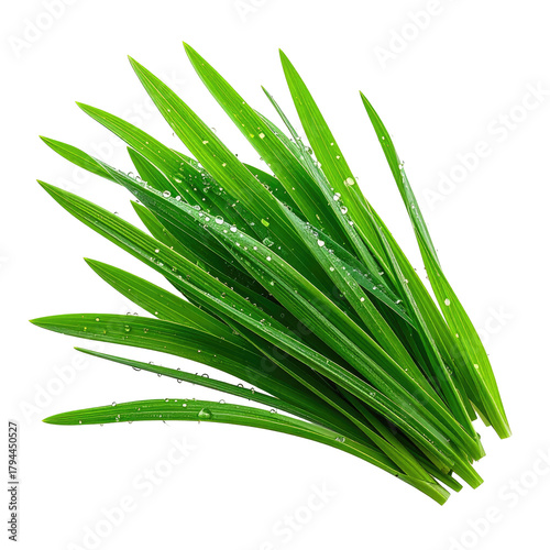 Fresh, green grass blades with water droplets, against a black backdrop