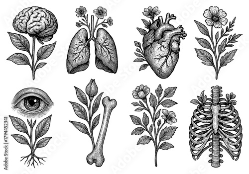 Vintage botanical anatomy: elements of human organs with flowers
