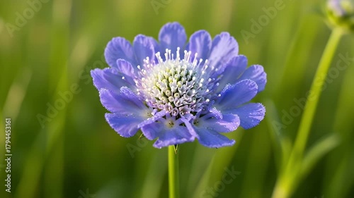 A captivating close-up reveals the exquisite detail of a single vibrant purple blossom, gently swaying amidst a soft green background. Each delicate petal is adorned with glistening dewdrops, reflecti