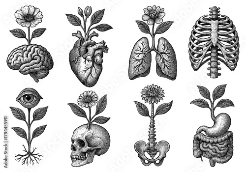 Intricate anatomy and nature fusion: vintage surreal medical art with flowers and plants