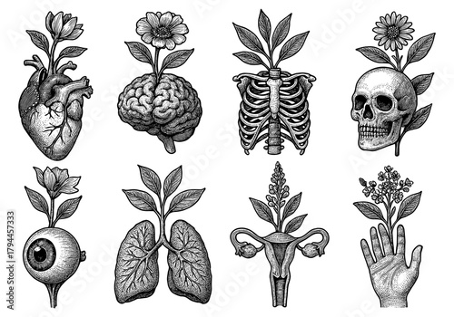 Vintage anatomy with botanical elements in engraved style