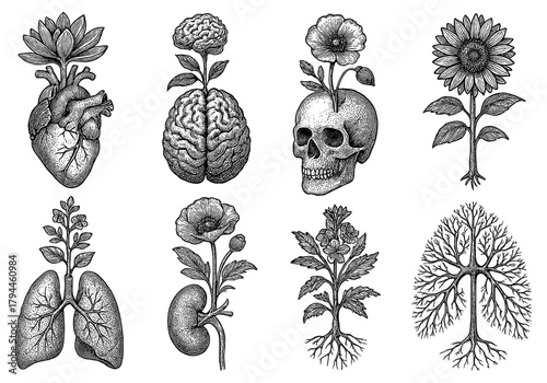 Surreal anatomy and nature fusion: detailed hand-drawn organ and plant designs