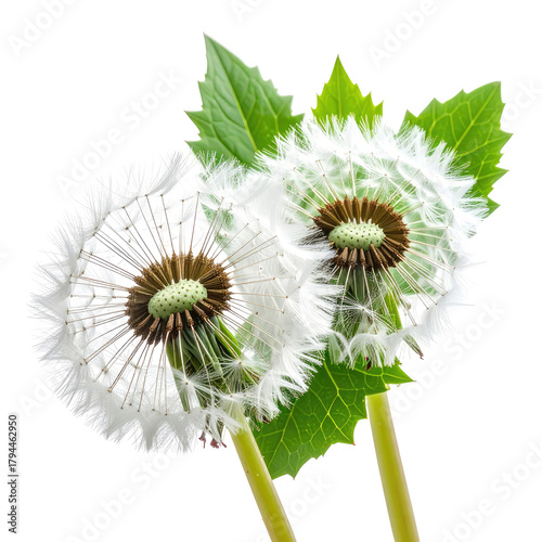 Fluffy dandelion seed heads and green leaves. Close-up, isolated on black