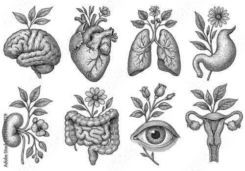 Vintage botanical anatomy with human organs and florals