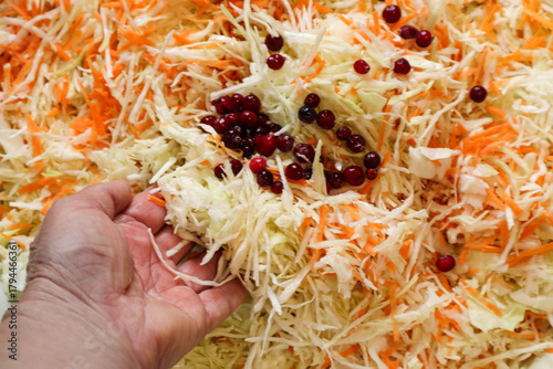 Cranberries among cabbage ready for pickling, on a woman's hand
