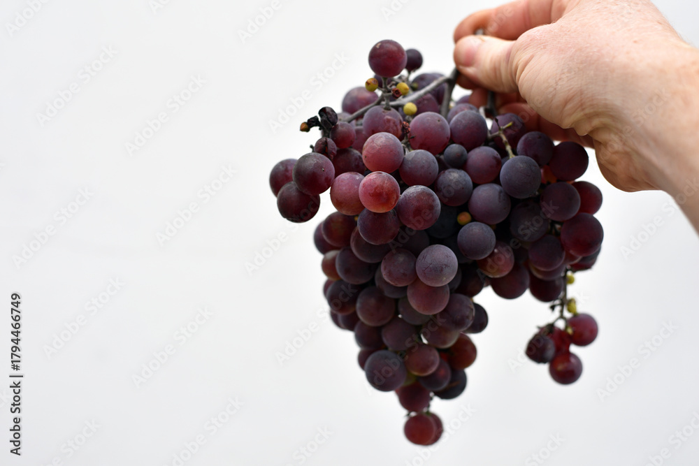 Fototapeta premium A hand gently holds a bunch of dark-purple grapes against a white background. The grapes appear ripe and juicy. farmer harvesting, wine industry. ripe berry picking season. close-up, space for text