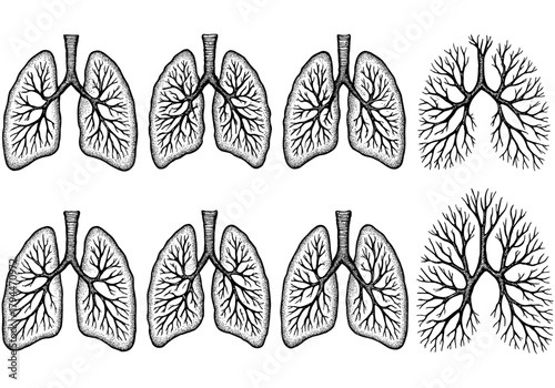 Detailed hand-drawn anatomical lungs with bronchial tree patterns in black and white