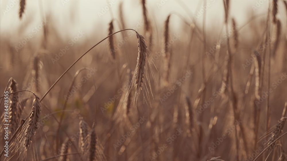 Obraz premium A Serene And Expansive Field Of Golden Grass Bathed In Soft, Warm Light and Glow