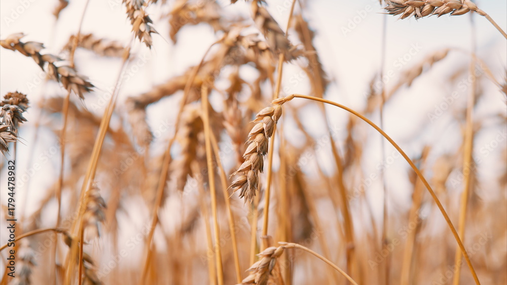 Fototapeta premium A Stunning Golden Wheat Field is Bathed in the Warm and Inviting Glow of a Beautiful Sunset