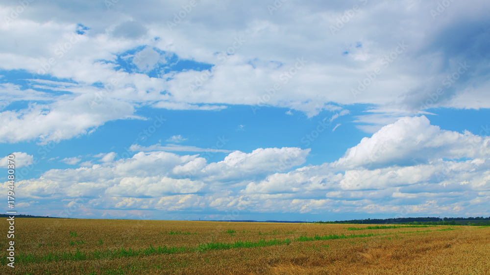 Fototapeta premium A Beautiful and Serene Cloudy Sky Gracefully Graces the Expansive Golden Fields in the Countryside