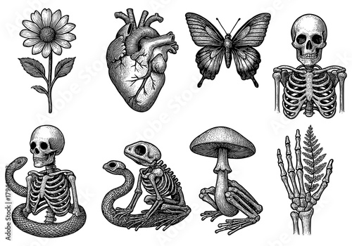 Intricate hand drawn anatomical and natural art collection with skeletons and plants