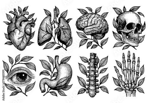 Intricate hand drawn human anatomy with leaves: heart, lungs, brain, skull, eye, stomach, spine, hand