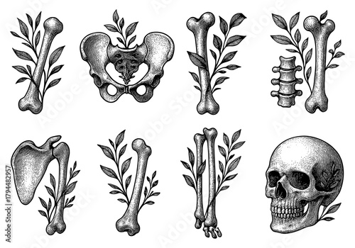 Botanical retro anatomy: detailed vintage bones with leaves