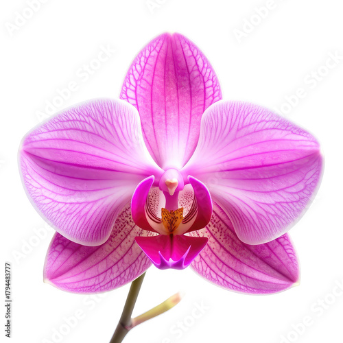 Pink Orchid Detailed photo of a vibrant, layered pink orchid blossom