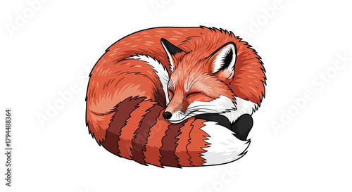 A cute red fox curled up asleep with its bushy tail wrapped around its body.