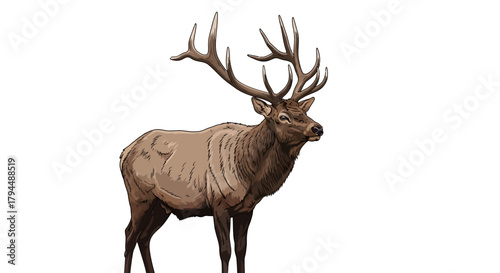Illustration of a male elk with large antlers standing.