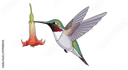 A ruby-throated hummingbird hovers while drinking nectar from a red trumpet-shaped flower illustration.