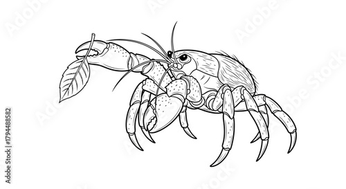 Photos Detailed line art of a hermit crab holding a leaf in its claw.