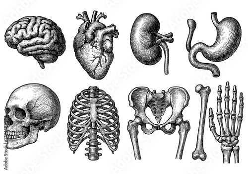 Detailed hand drawn anatomical organs and skeleton parts set