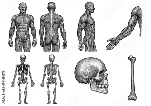 Detailed human anatomy sketches featuring muscular and skeletal systems from various angles