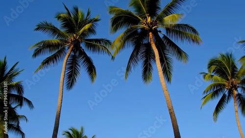 Wallpaper Mural Tropical Palm Trees Against Clear Blue Sky Torontodigital.ca