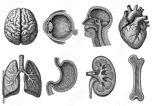 Detailed engraving of human anatomy organs including brain, heart, and lungs