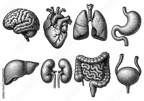 Detailed vintage anatomy of human organs with intricate hand-drawn style