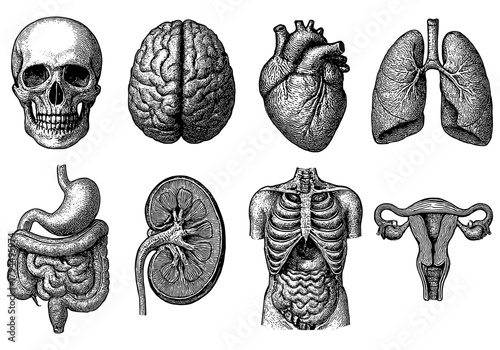 Detailed vintage anatomy sketches of human organs