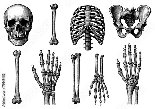 Vintage engraving style human skeleton anatomy: skull, bones, ribs, pelvis
