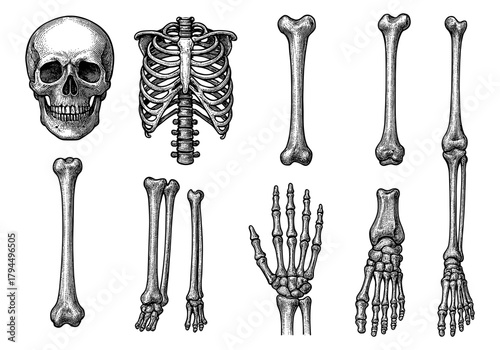 Detailed anatomical drawing of human skeleton bones: skull, ribs, hands, and feet