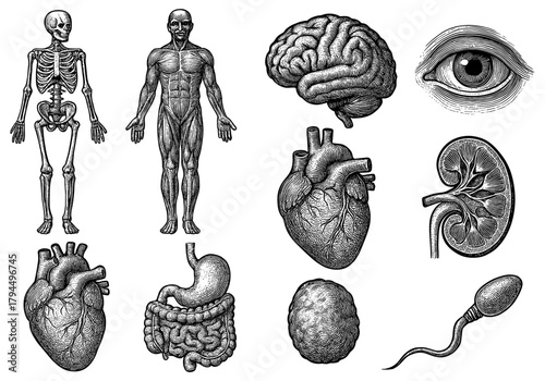 Detailed anatomical engravings of human body parts and organs