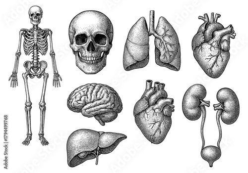 Intricate anatomical diagrams of human skeleton and organs